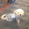 Mom puts Ollie in his prison uniform when he's bad... 